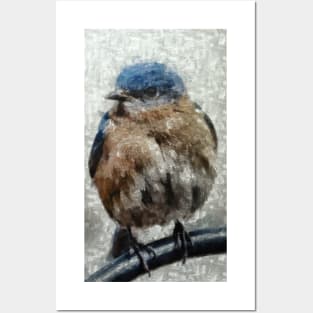 Eastern Bluebird Posters and Art